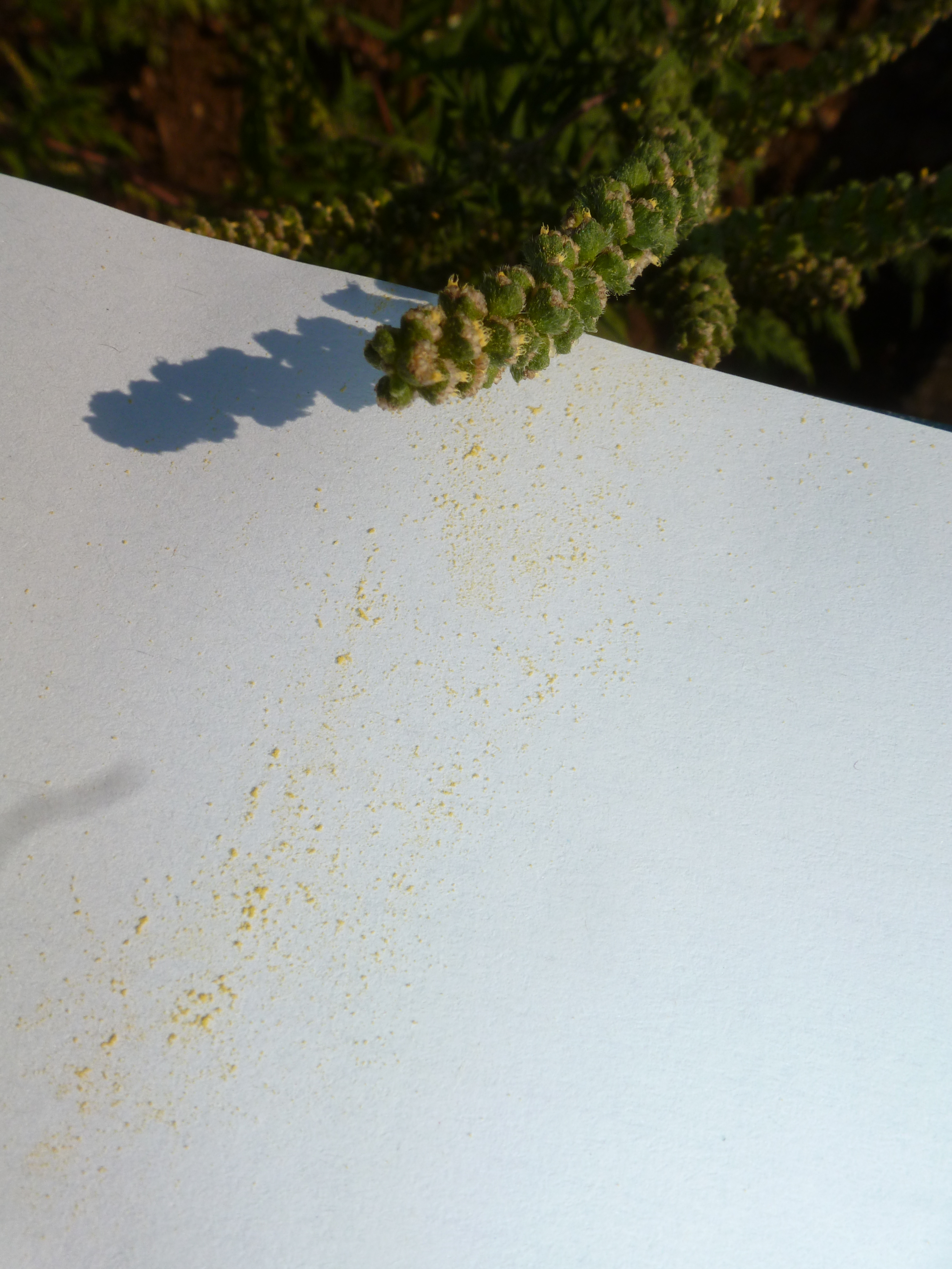 Pollen Ambroisie