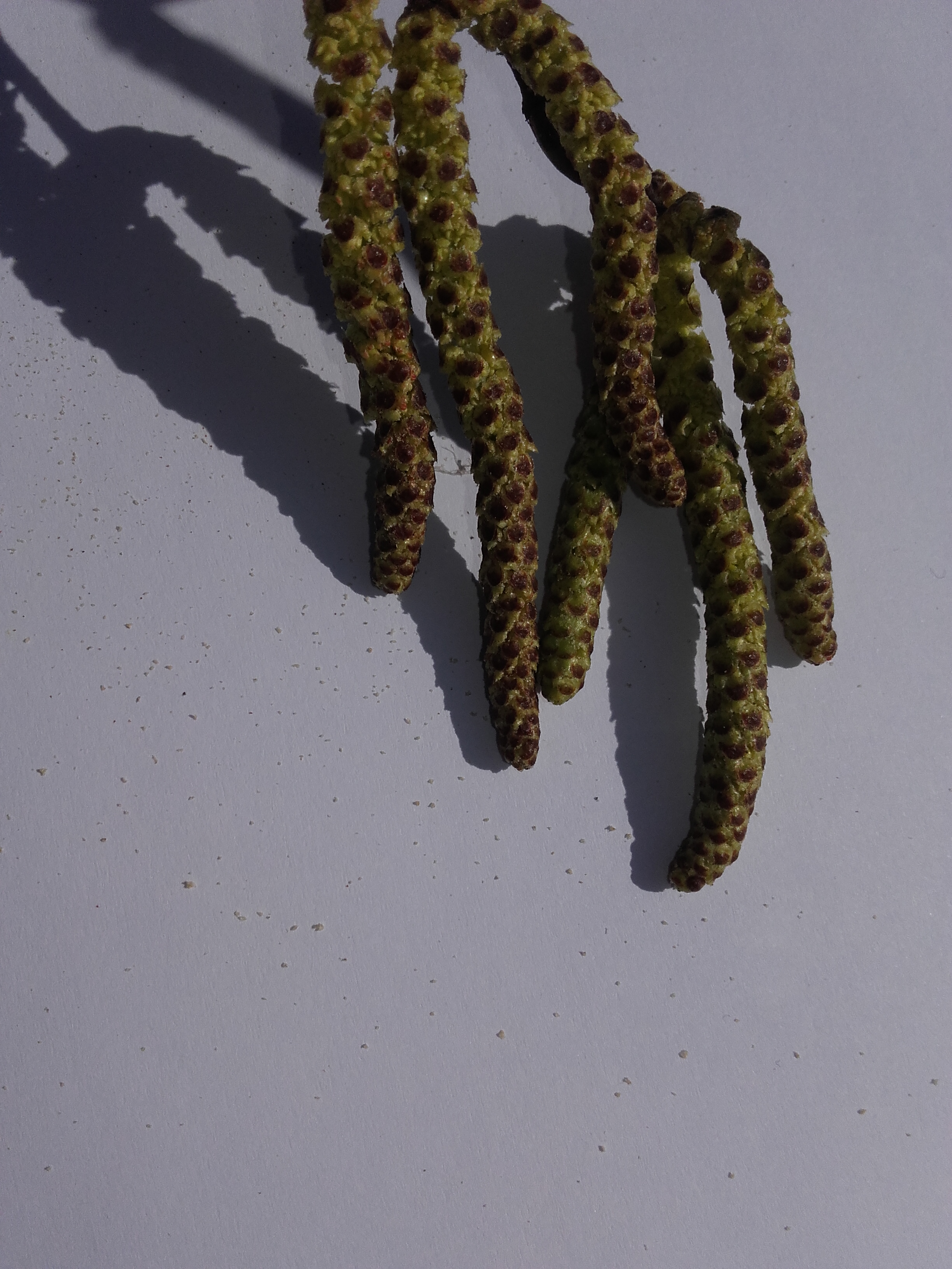 Pollen de Bouleau.