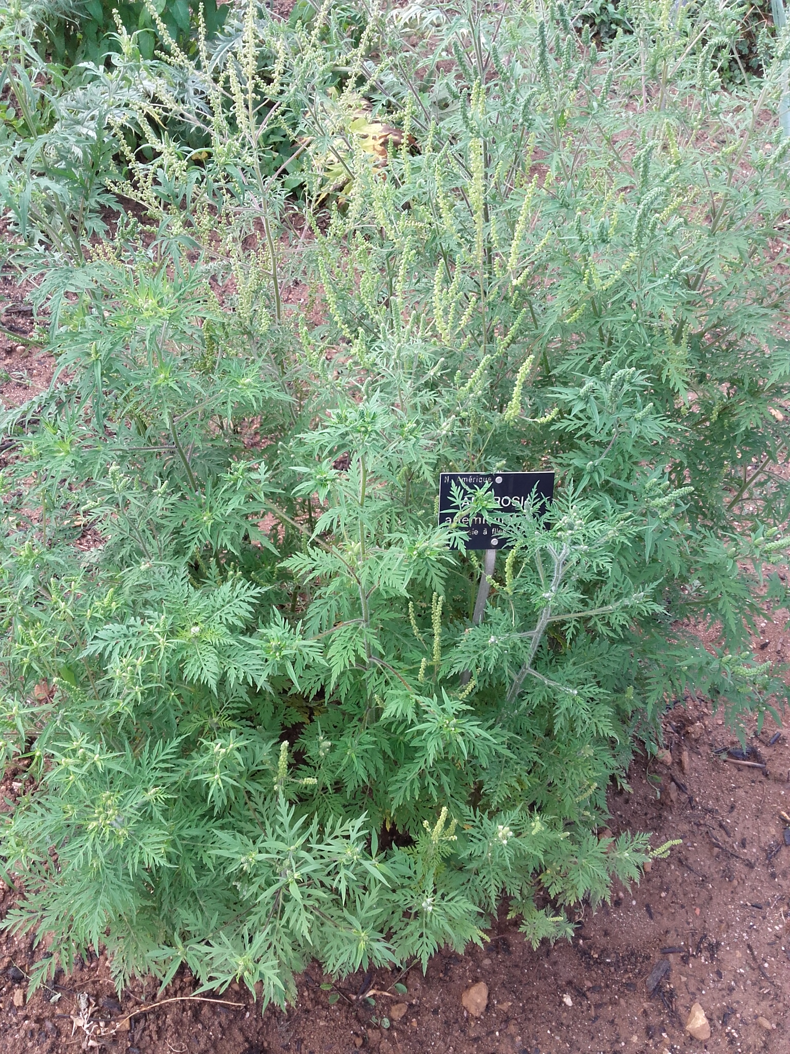 Plant Ambroisie