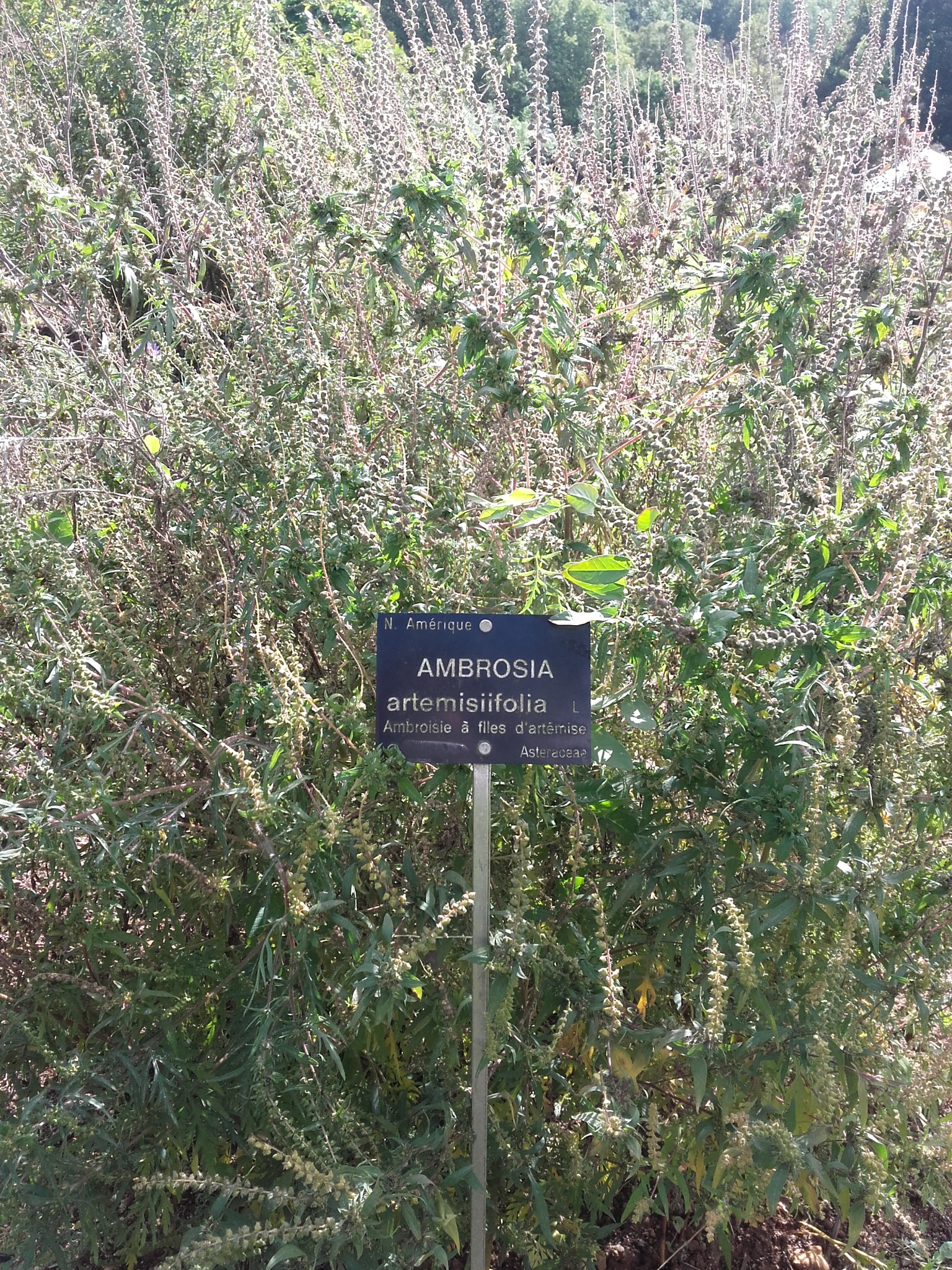 Ambroisie fin pollinisation 1