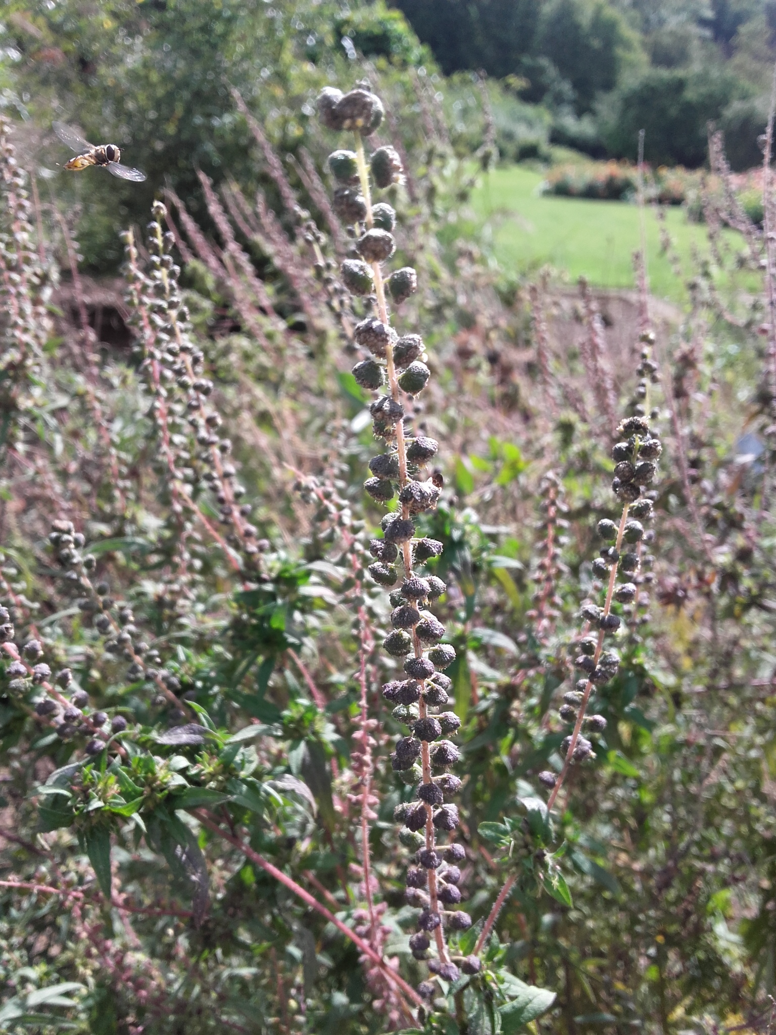 Ambroisie fin pollinisation 2