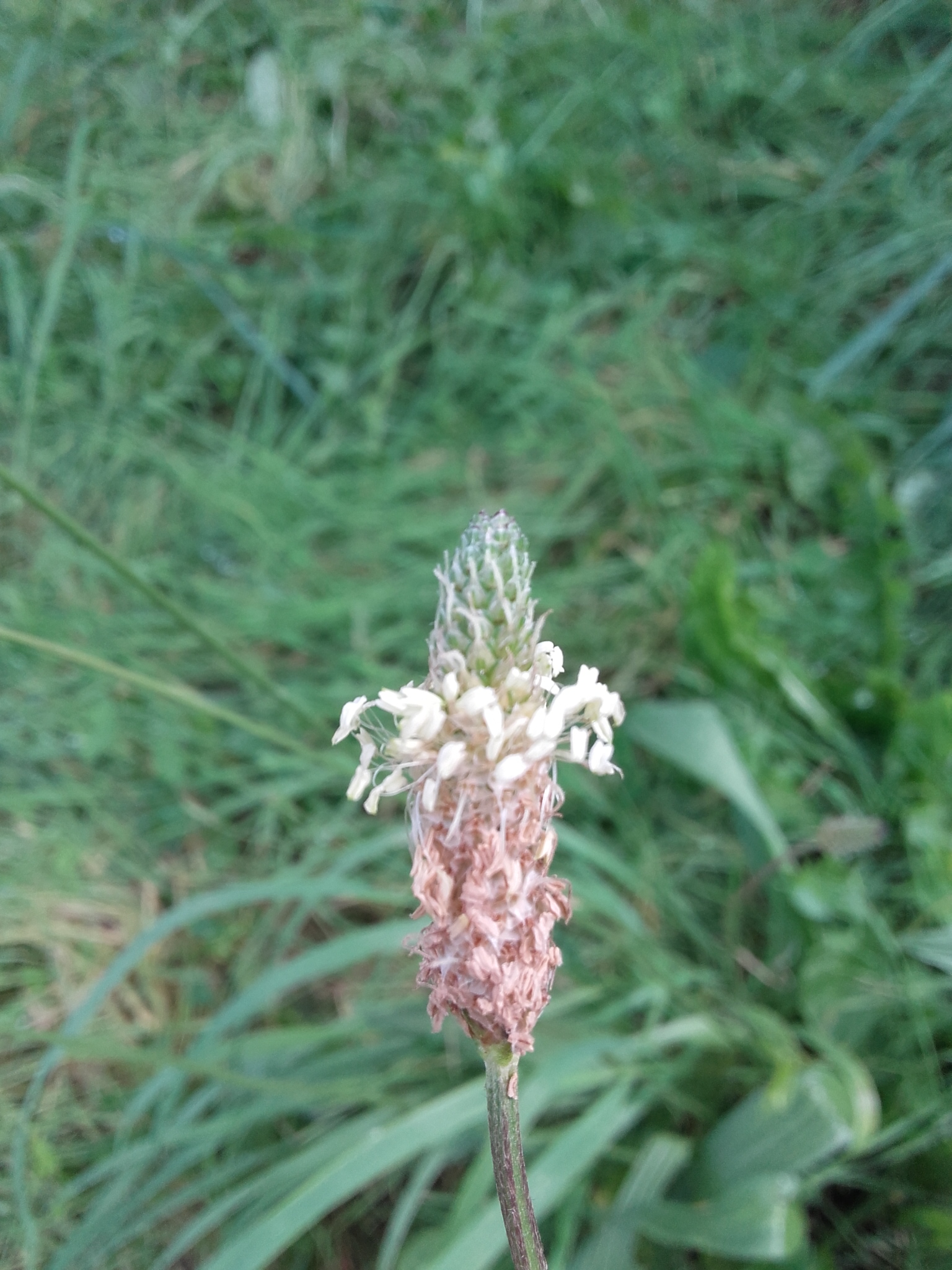 Plantain lanceole