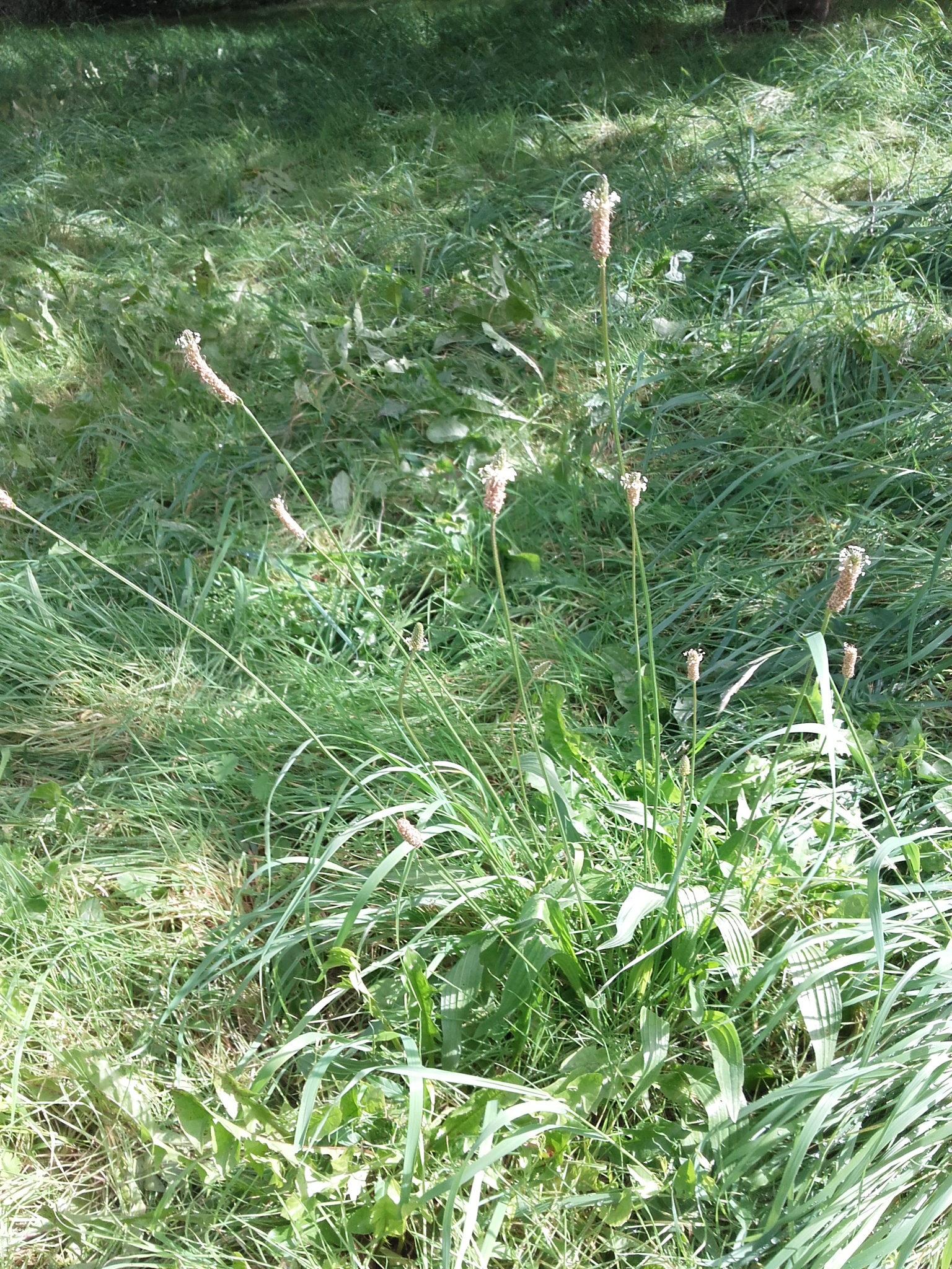 Plantain lanceole