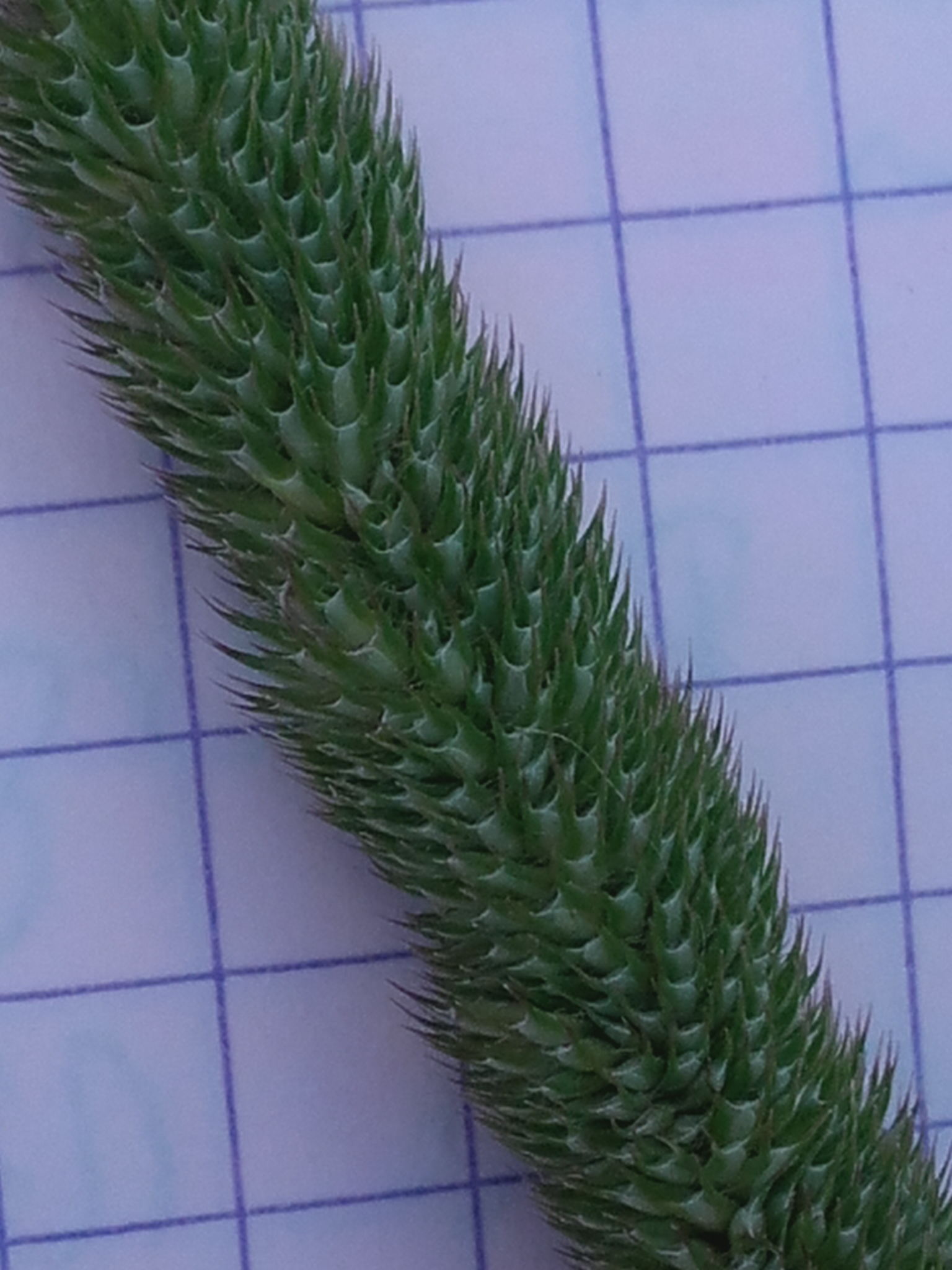 Fléole 3