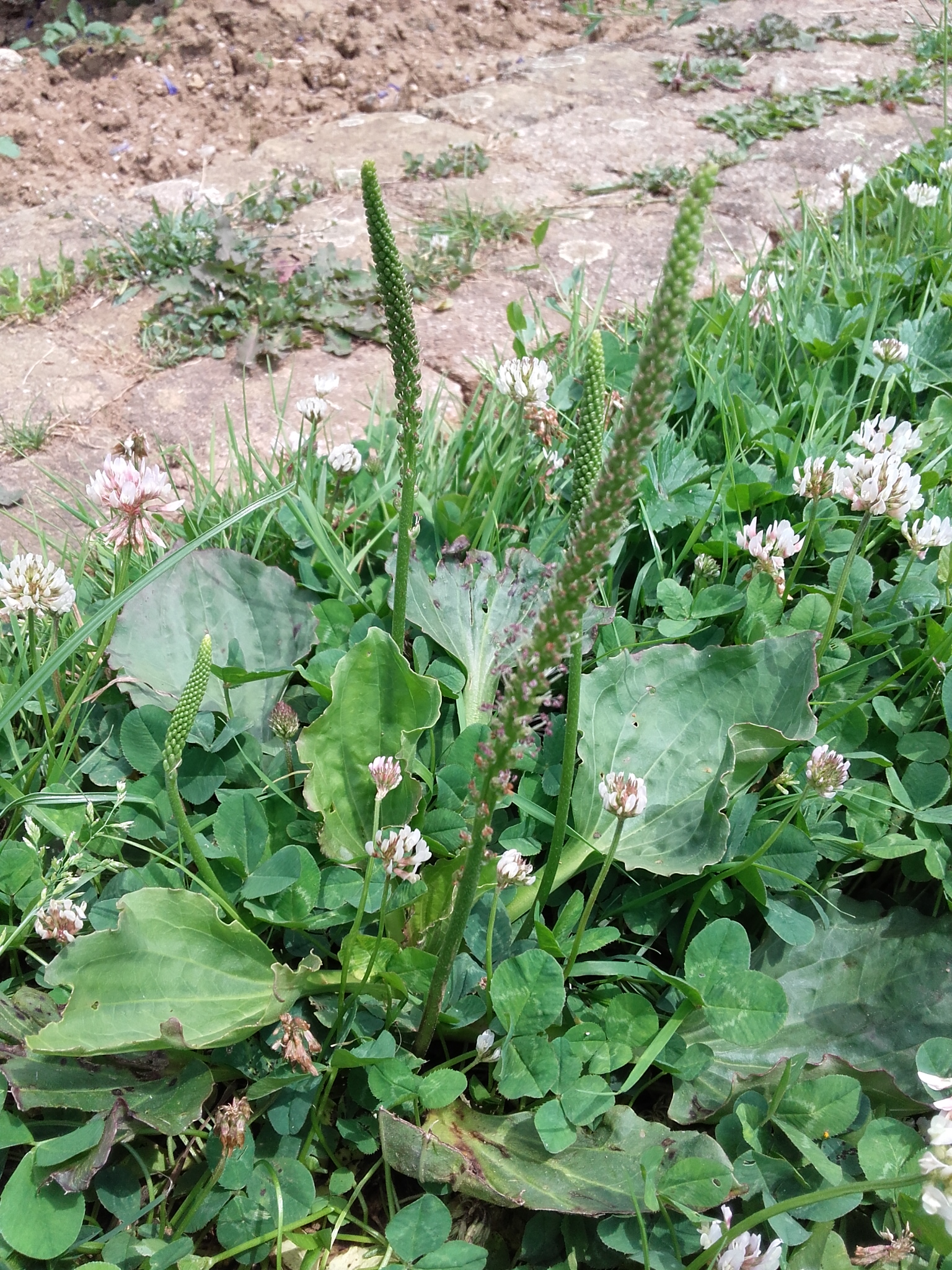 Plantain
