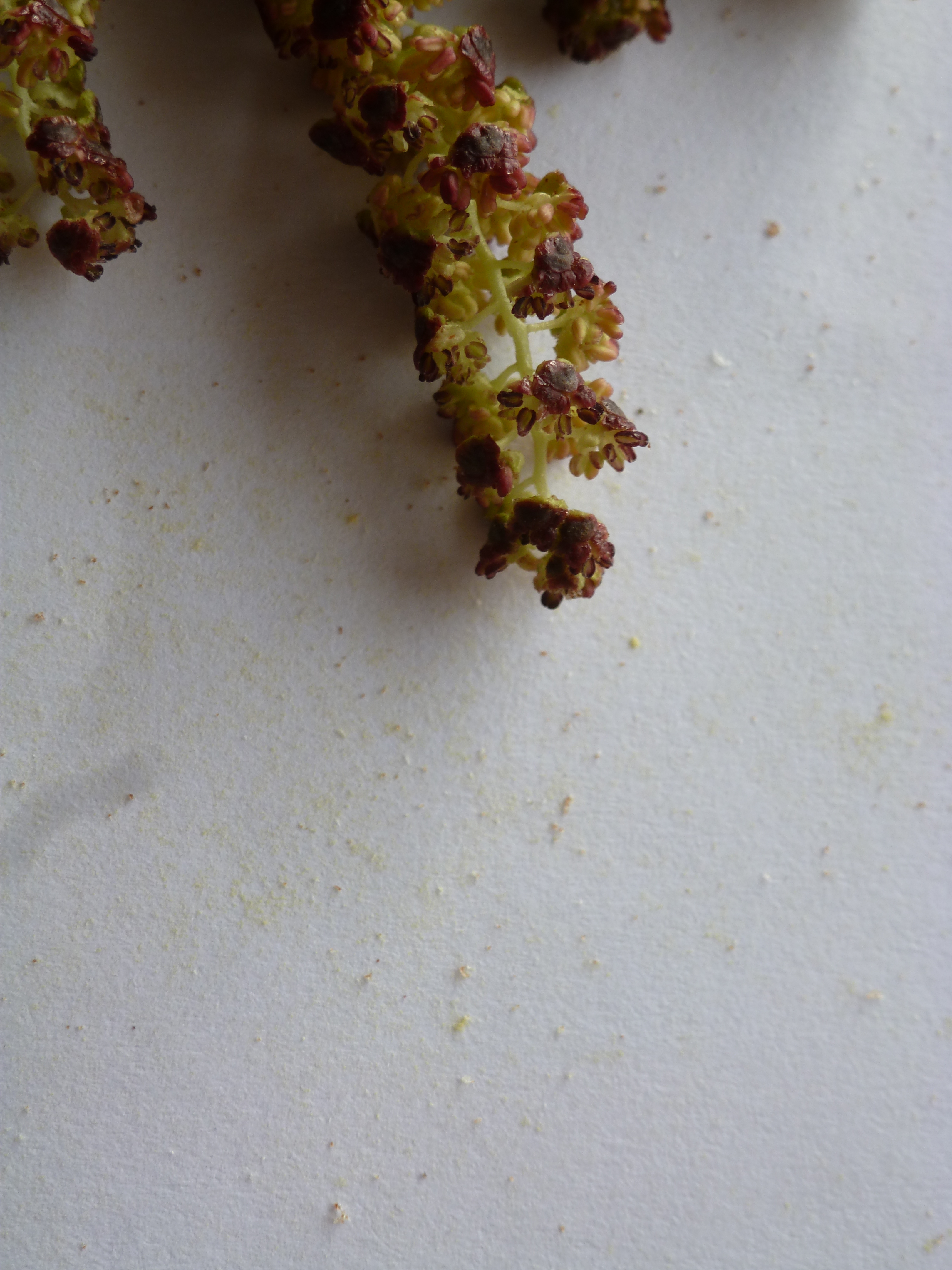 Pollen d'Aulne glutineux.