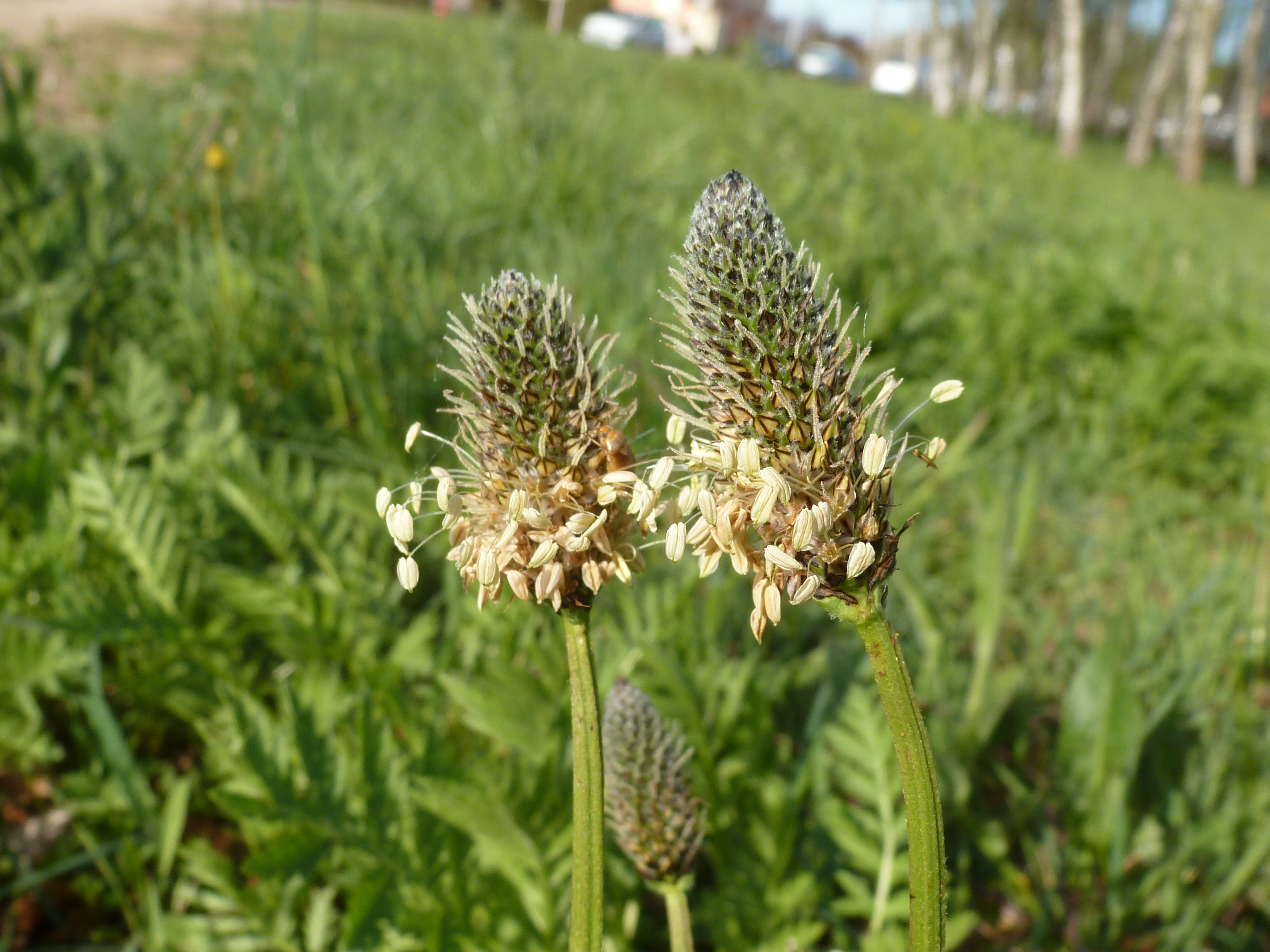 Plantain lancéolé en pollinisation.