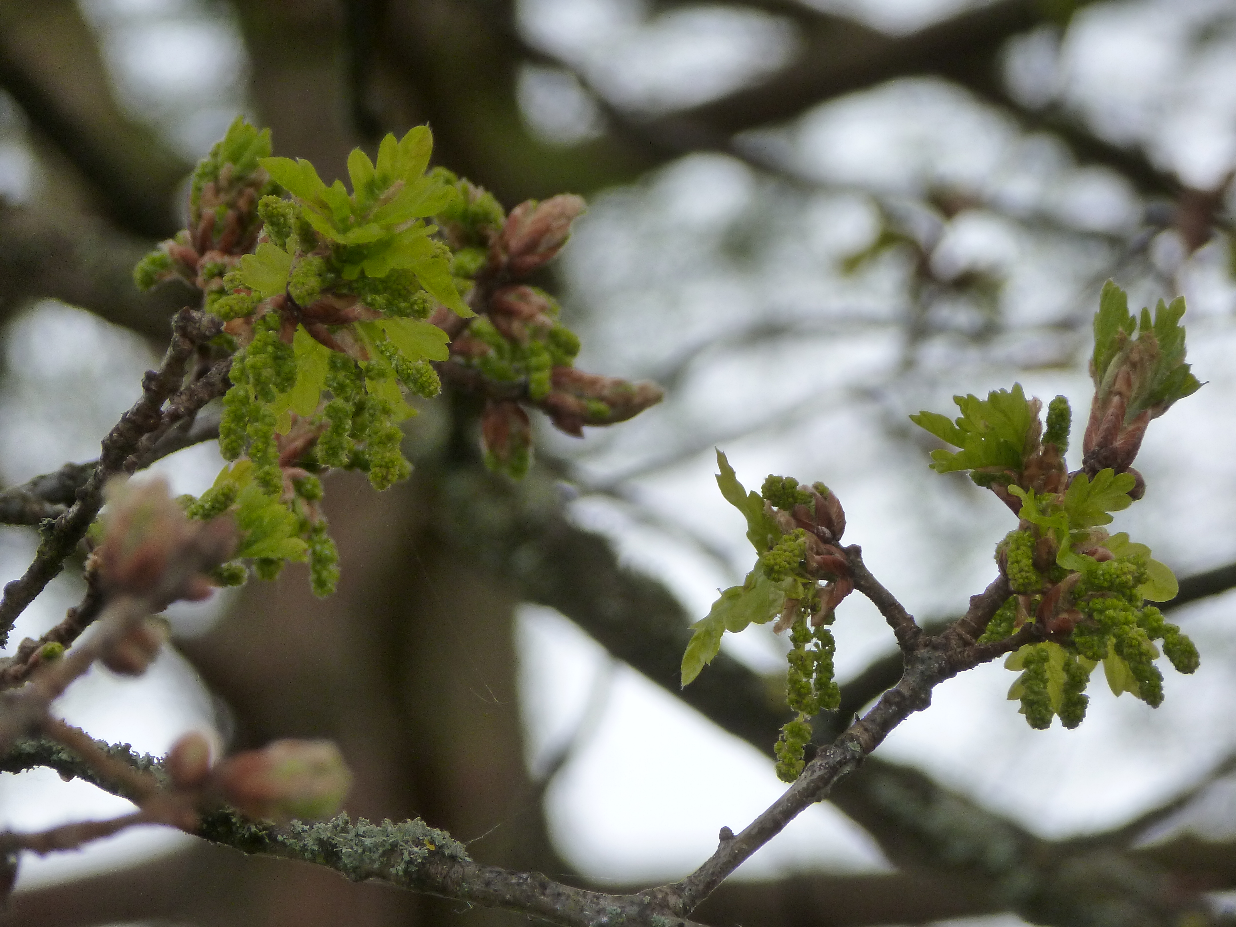 Chêne pédonculé (Quercus robur L.)