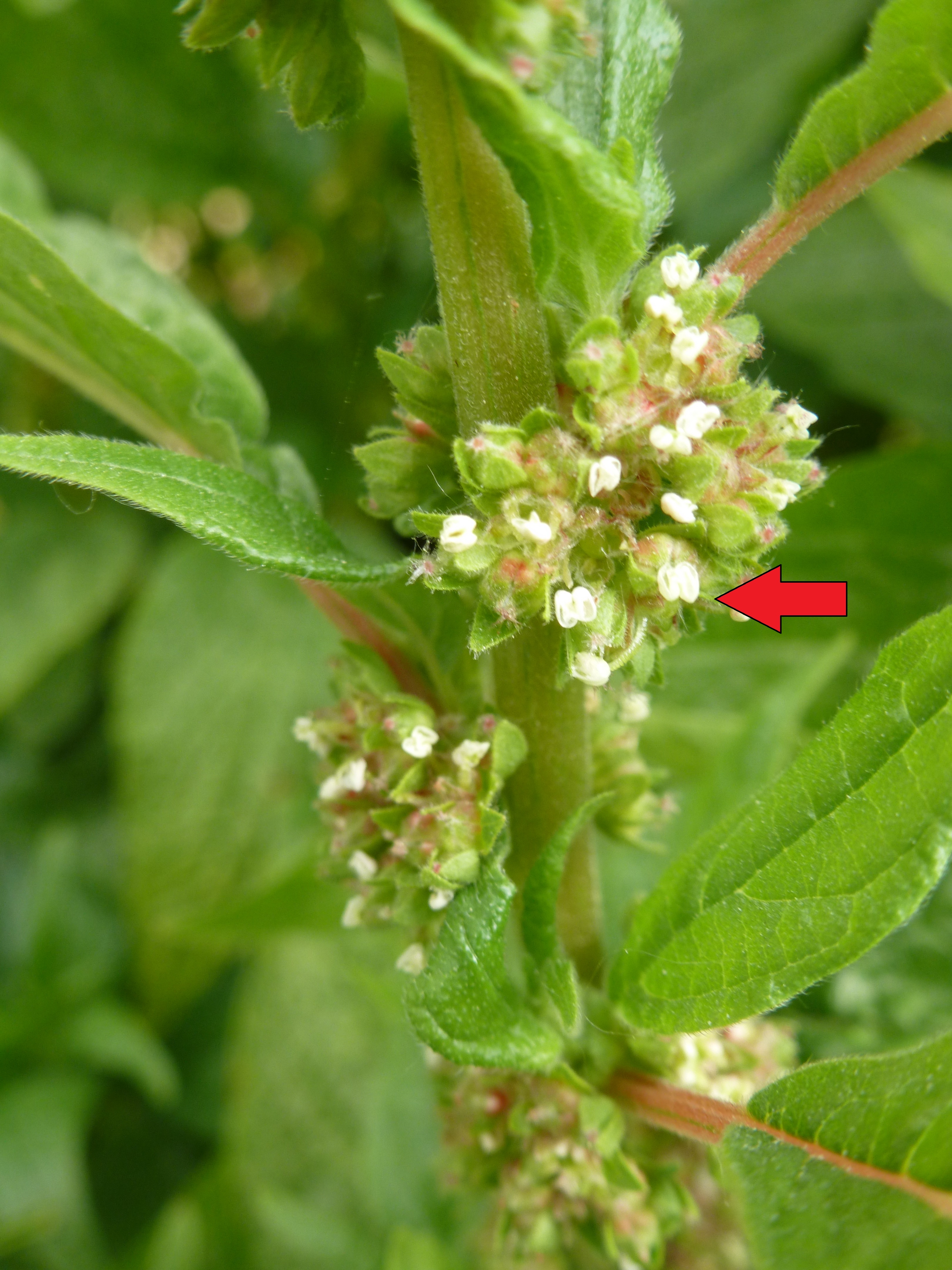 Pariétaire officinale
