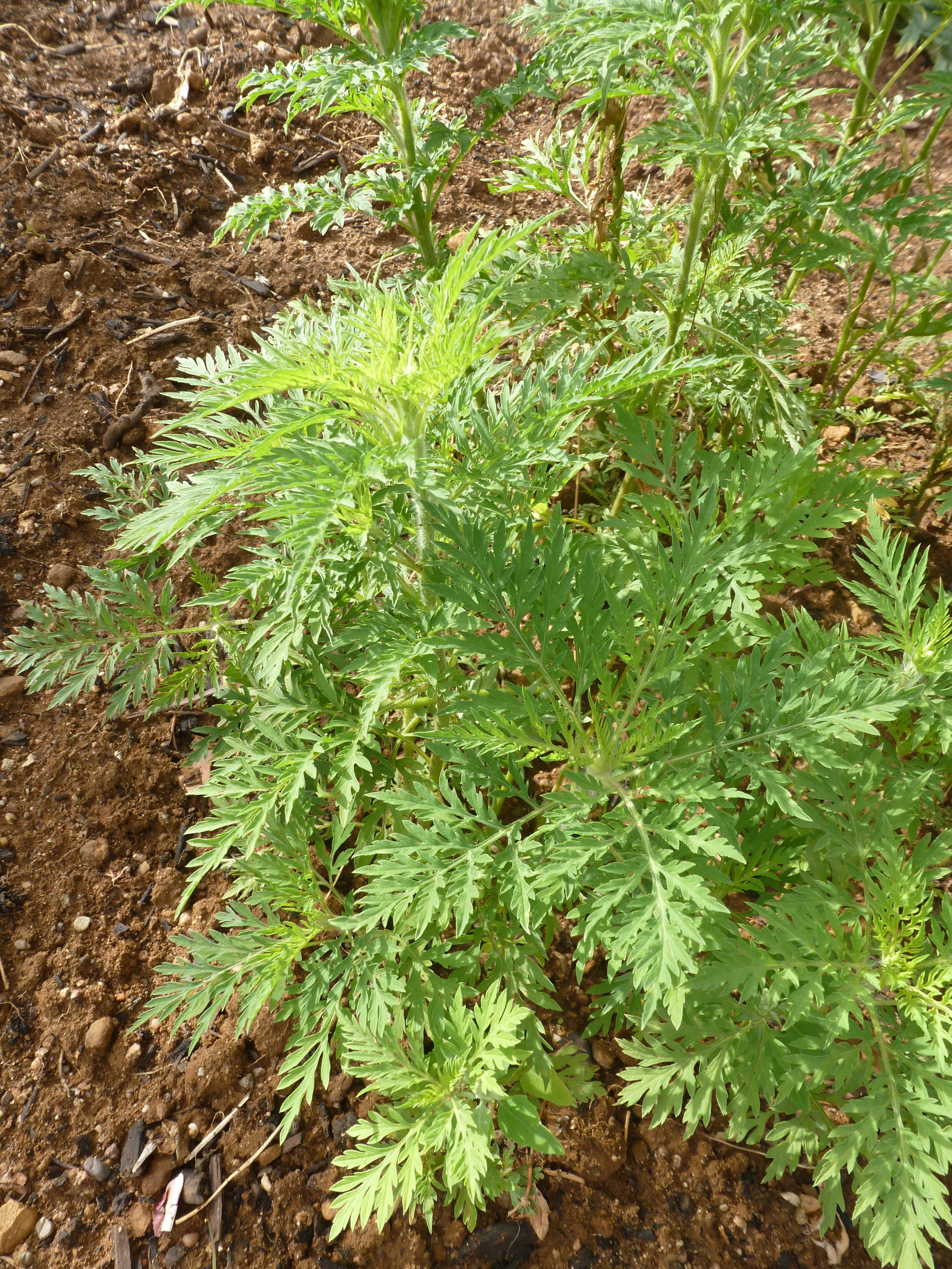 Plant Ambroisie
