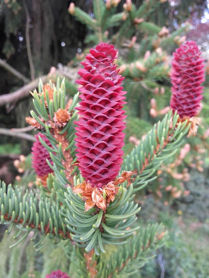 Picea1
