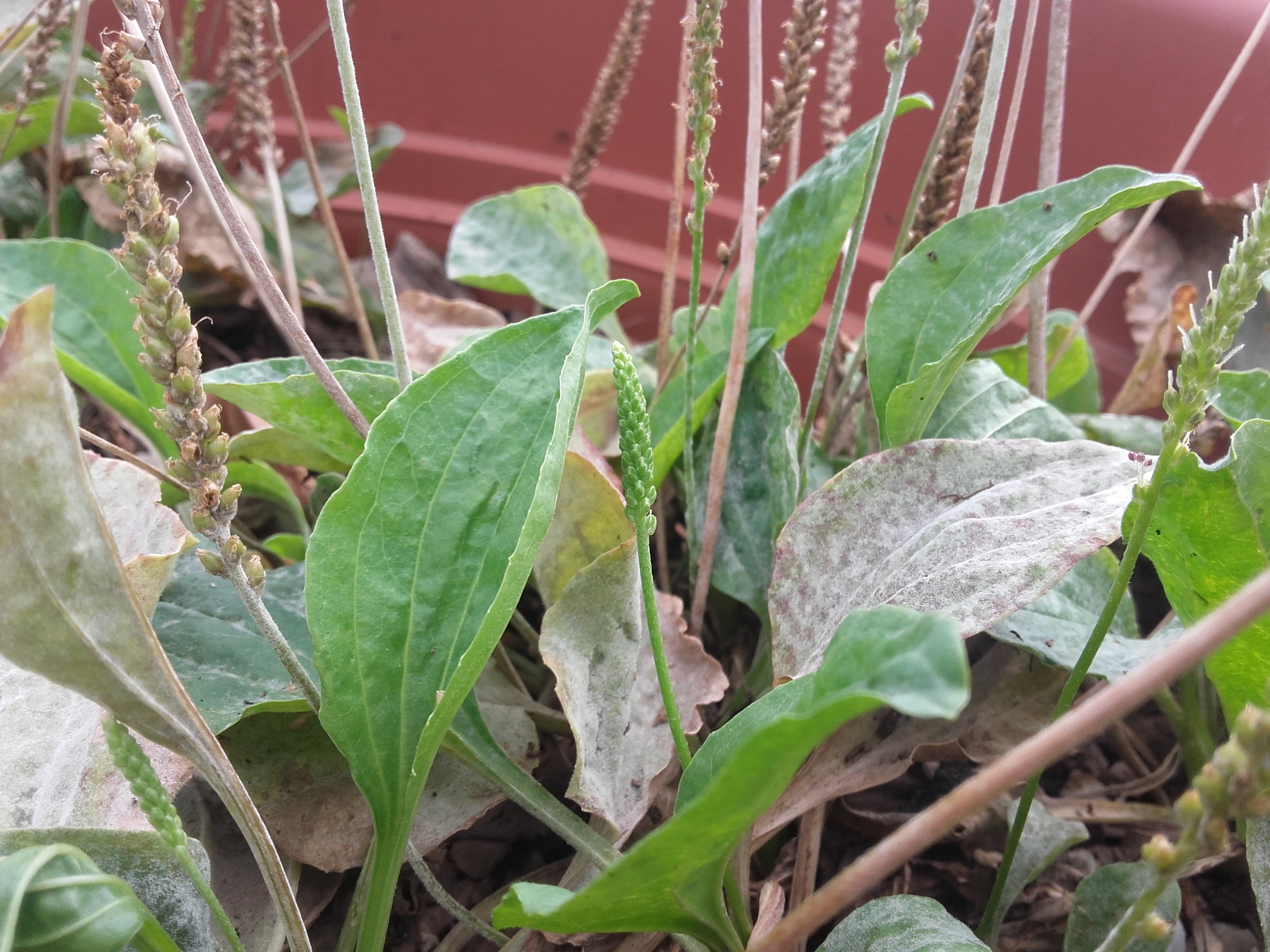 Plantain majeur