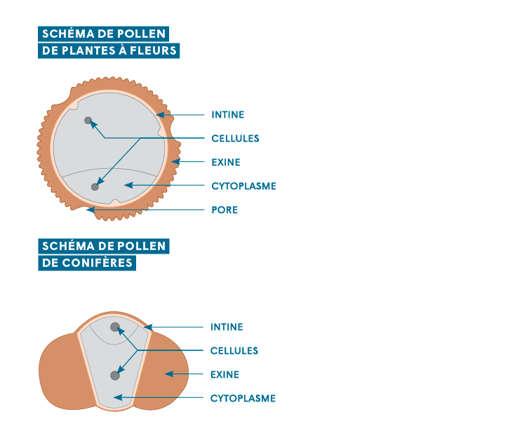 guide pollens