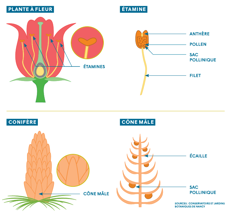 guide pollens