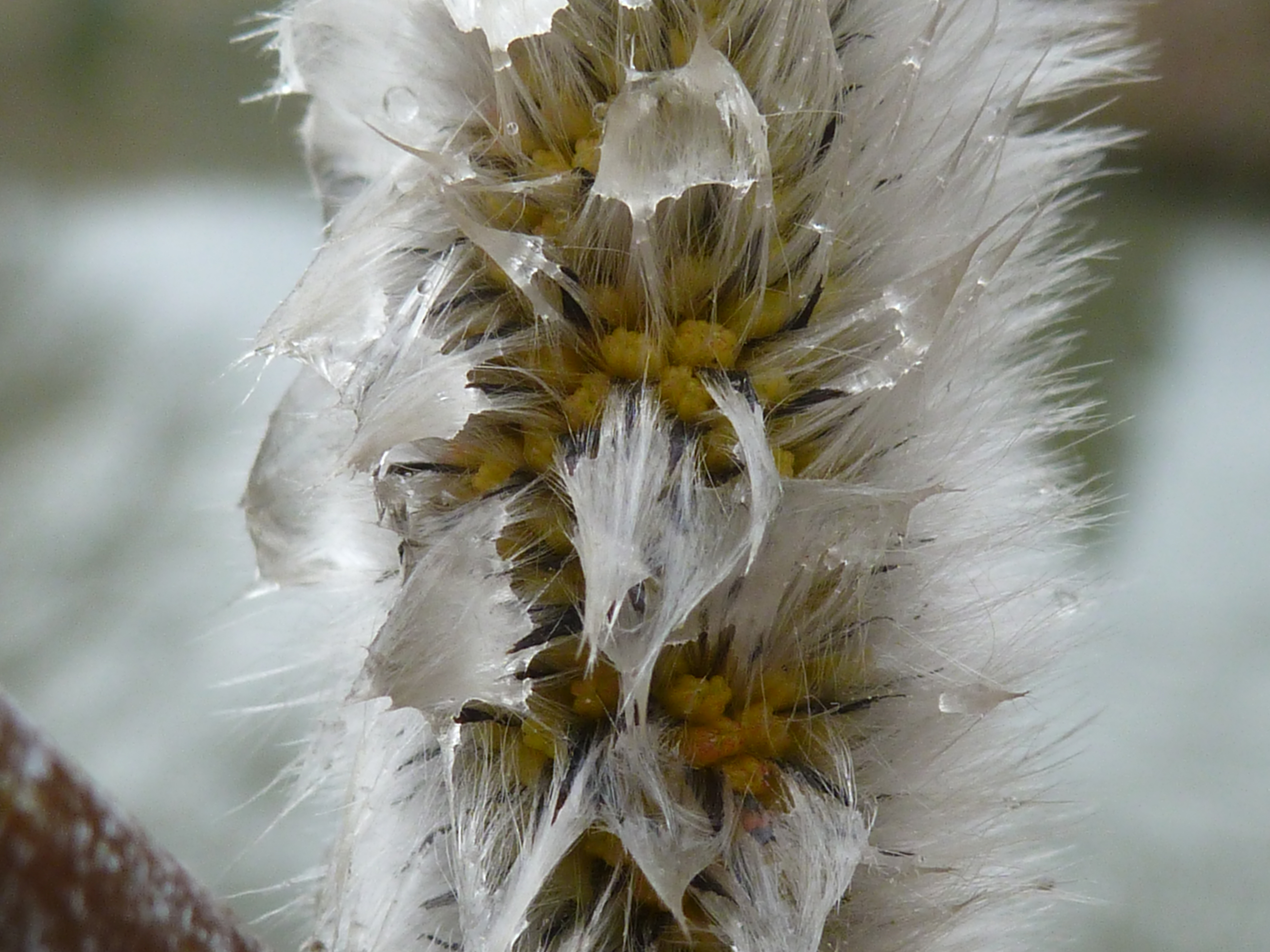 P1140708